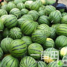 平均單個(gè)重15斤以上甜王西瓜批發(fā)采購(gòu)指南